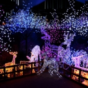 winter holiday lights with purple hues